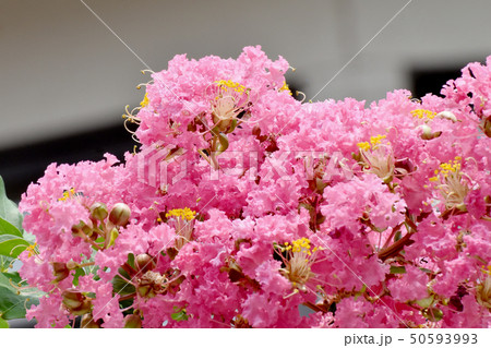 三鷹中原に咲くピンクのサルスベリの花 50593993