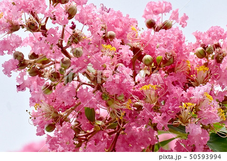 三鷹中原に咲くピンクのサルスベリの花 50593994