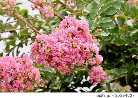 三鷹中原に咲くピンクのサルスベリの花 50594007