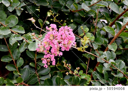 三鷹中原に咲くピンクのサルスベリの花 50594008