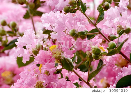 三鷹中原に咲くピンクのサルスベリの花 三鷹中原に咲くピンクのサルスベリの花 50594010