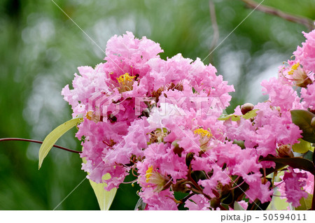 三鷹中原に咲くピンクのサルスベリの花 三鷹中原に咲くピンクのサルスベリの花 50594011