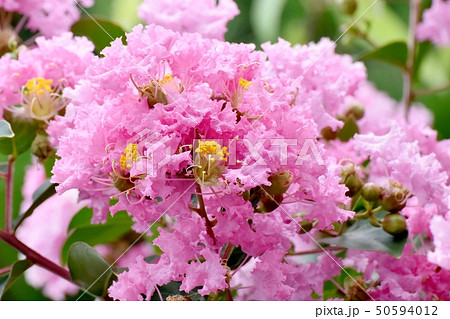 三鷹中原に咲くピンクのサルスベリの花 三鷹中原に咲くピンクのサルスベリの花 50594012