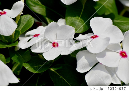 三鷹中原に咲く白いニチニチソウ 三鷹中原に咲く白いニチニチソウ 50594037