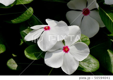 三鷹中原に咲く白いニチニチソウ 50594041