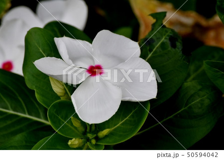 三鷹中原に咲く白いニチニチソウ 50594042