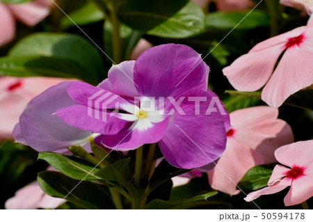 三鷹中原に咲く紫色のニチニチソウ 50594178