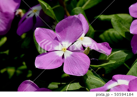 三鷹中原に咲く紫色のニチニチソウ 50594184