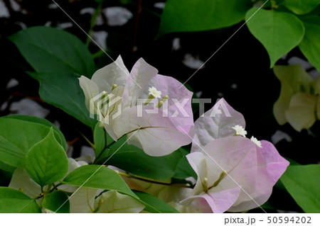三鷹中原に咲く淡いピンクのブーゲンビリア 50594202