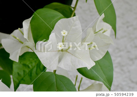 三鷹中原に咲く白いブーゲンビリア 50594239