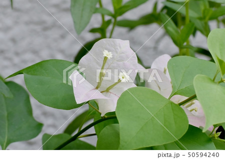 三鷹中原に咲く淡いピンクのブーゲンビリア 50594240