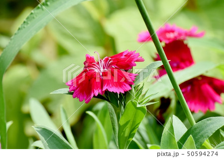 三鷹中原に咲く赤いナデシコ 50594274