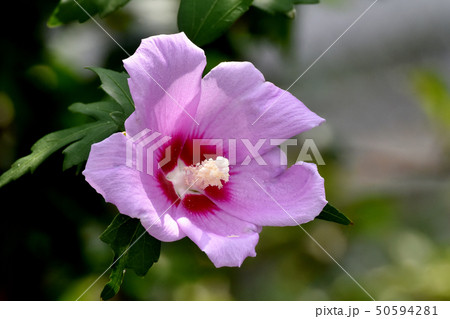 三鷹中原に咲くピンクのムクゲの花 三鷹中原に咲くピンクのムクゲの花 50594281