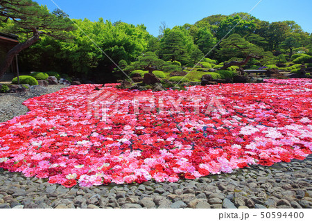 【島根県】由志園の池泉牡丹 50594400