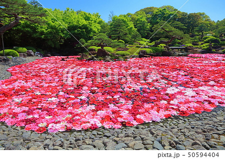 【島根県】由志園の池泉牡丹 【島根県】由志園の池泉牡丹 50594404