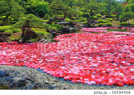 【島根県】由志園の池泉牡丹 【島根県】由志園の池泉牡丹 50594406