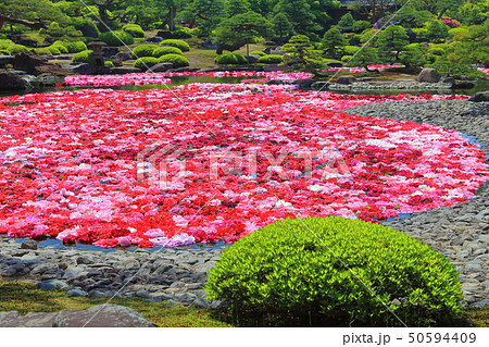【島根県】由志園の池泉牡丹 【島根県】由志園の池泉牡丹 50594409