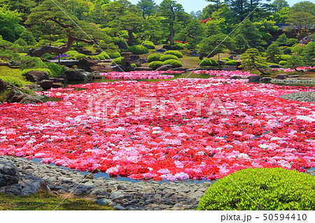 【島根県】由志園の池泉牡丹 【島根県】由志園の池泉牡丹 50594410