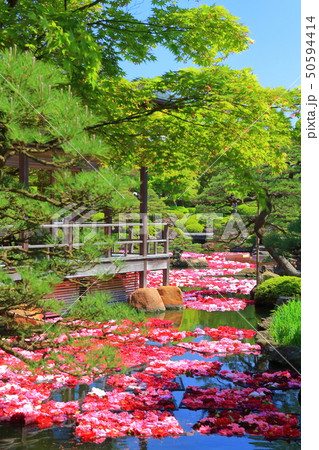 【島根県】由志園の池泉牡丹 【島根県】由志園の池泉牡丹 50594414