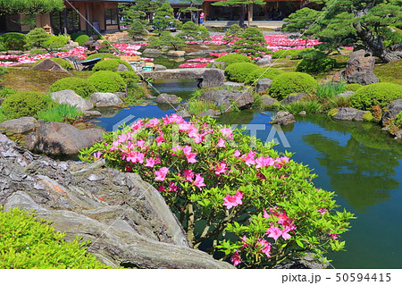 【島根県】由志園の池泉牡丹 【島根県】由志園の池泉牡丹 50594415