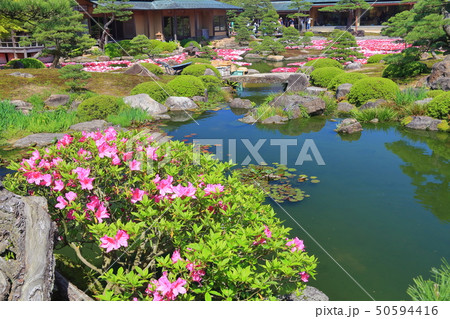【島根県】由志園の池泉牡丹 【島根県】由志園の池泉牡丹 50594416