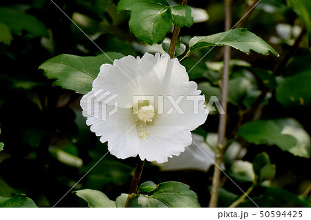 三鷹中原に咲く白いムクゲの花 50594425
