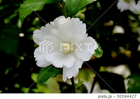 三鷹中原に咲く白いムクゲの花 50594427