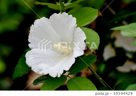 三鷹中原に咲く白いムクゲの花 50594429