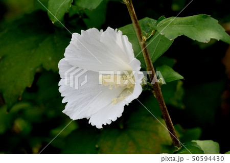 三鷹中原に咲く白いムクゲの花 三鷹中原に咲く白いムクゲの花 50594430