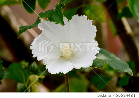 三鷹中原に咲く白いムクゲの花 50594431