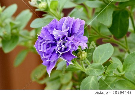 三鷹中原に咲く淡い紫の八重咲きカリブラコア 三鷹中原に咲く淡い紫の八重咲きカリブラコア 50594443