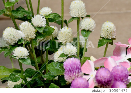 三鷹中原に咲く白いセンニチコウ(千日紅) 三鷹中原に咲く白いセンニチコウ(千日紅) 50594475