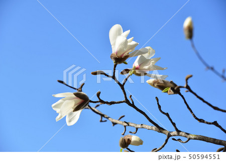 青空とコブシの花 青空とコブシの花 50594551