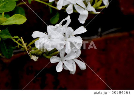 三鷹中原に咲く白いルリマツリ 50594563