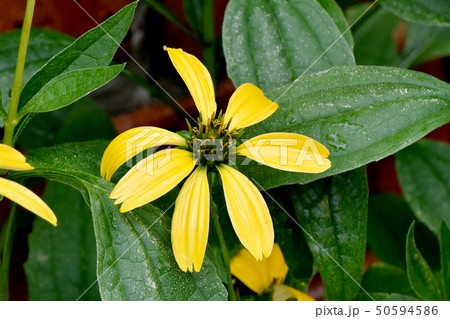 三鷹中原に咲く黄色いエキナセア（ムラサキバレンギク） 50594586