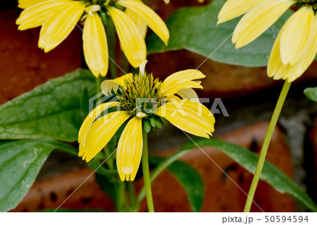 三鷹中原に咲く黄色いエキナセア（ムラサキバレンギク） 50594594