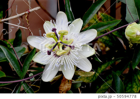 三鷹中原に咲くトケイソウの花 50594778