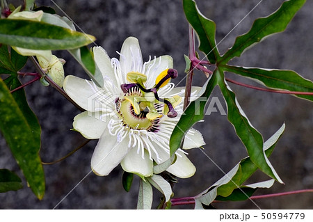 三鷹中原に咲くトケイソウの花 50594779