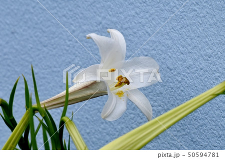 三鷹中原に咲く白いテッポウユリ 50594781