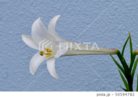 三鷹中原に咲く白いテッポウユリ 50594782