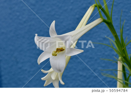 三鷹中原に咲く白いテッポウユリ 50594784