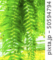 Tropical plant ivy green background. 50594794