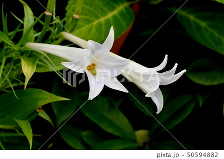三鷹中原に咲く白いテッポウユリ 三鷹中原に咲く白いテッポウユリ 50594882