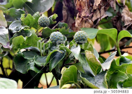 三鷹中原になる未完熟のヤマボウシの実 50594883