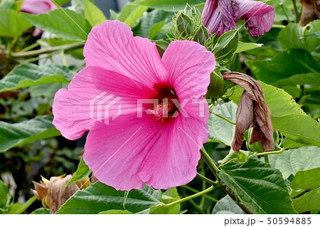 三鷹中原に咲くピンクのアメリカフヨウ 50594885