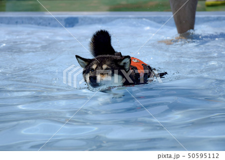 プールで泳ぐ黒柴 50595112