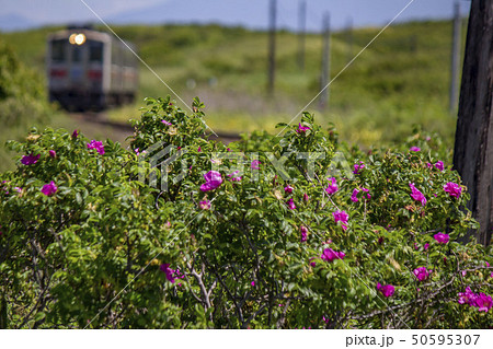 原生花園を走る列車 50595307