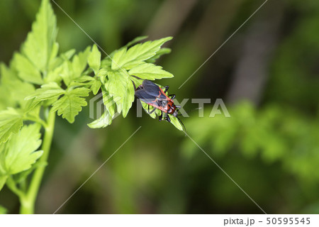 アカシマサシガネ アカシマサシガネ 50595545