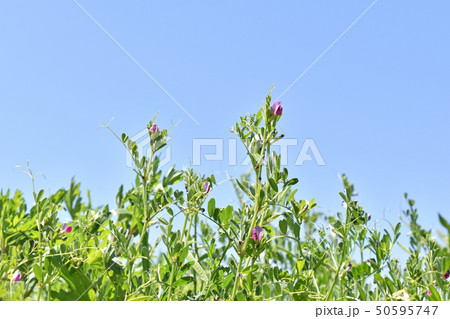 カラスノエンドウ（烏野豌豆） 50595747