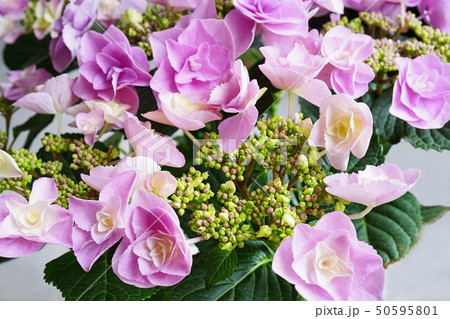 華麗な八重のガクアジサイ フェアリーアイの写真素材